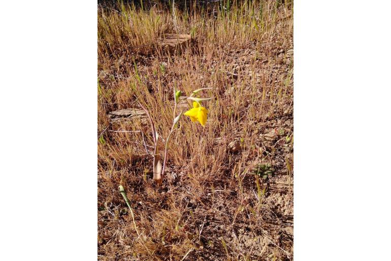 Calochortus amabilis -12646