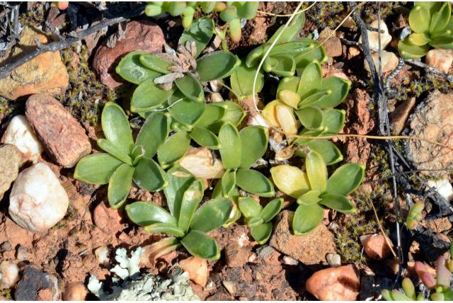 Bladeren zoals Cochlearia drimia
