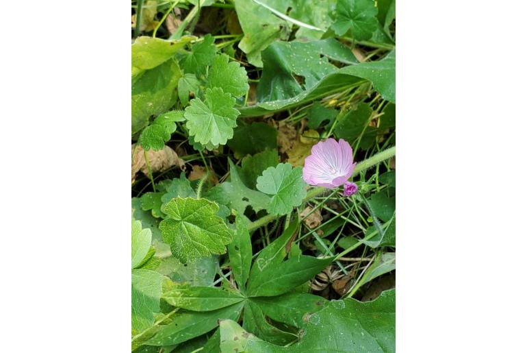 Sidalcea reptans -12648