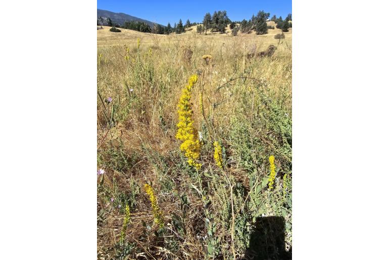 Solidago velutina ssp californica 12652