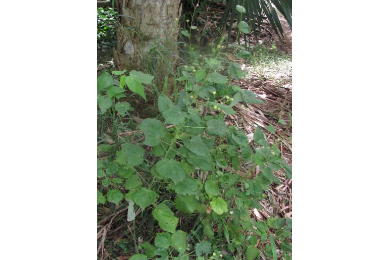 Wissadula amplissima -12656