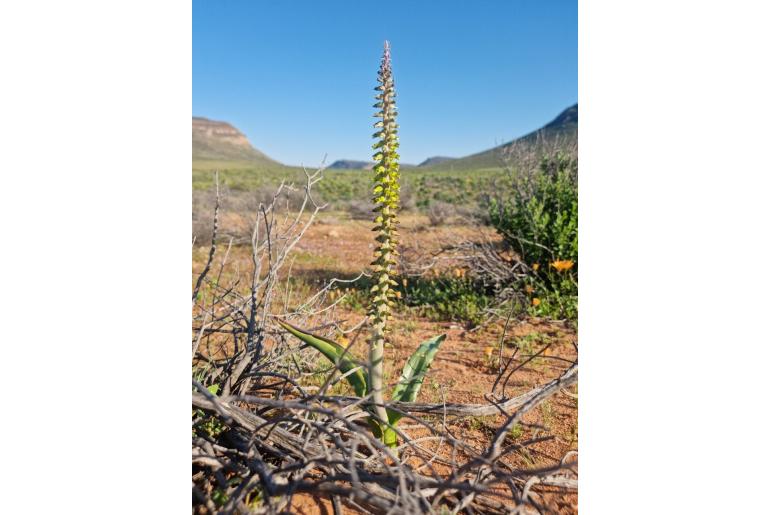 Lachenalia inflata 12664