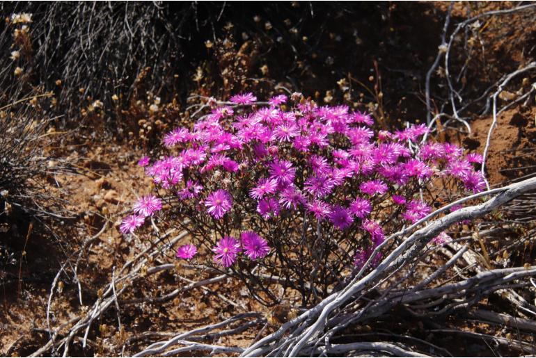 Lampranthus pakhuisensis 12666