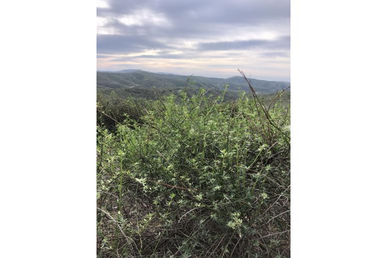 Acmispon glaber -12674