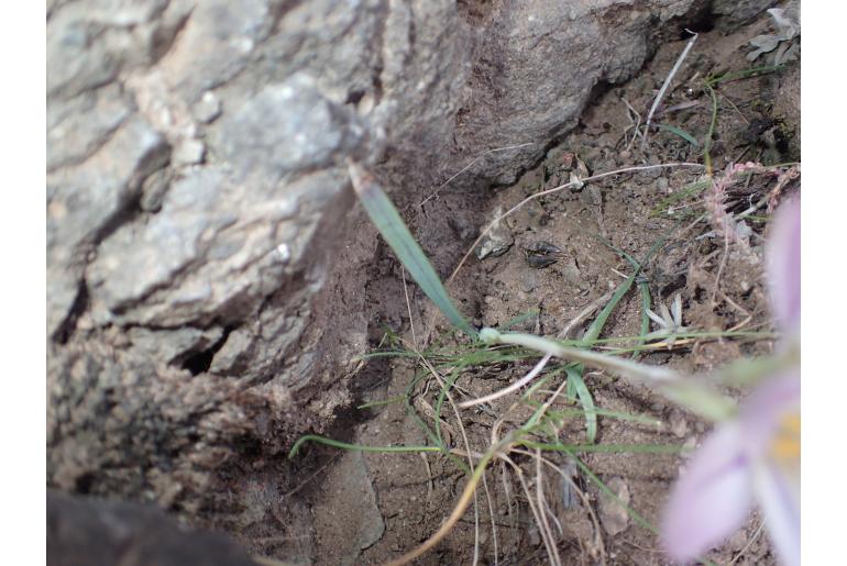 Hesperantha candida&nbsp;12690