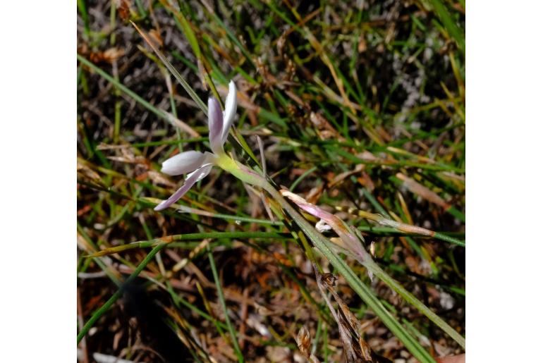 Hesperantha cedarmontana&nbsp;12694