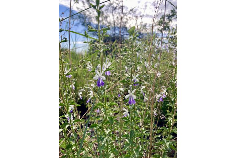 Trichostema arizonicum -12696
