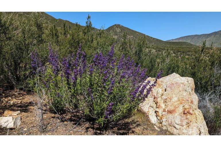 Trichostema parishii -12697
