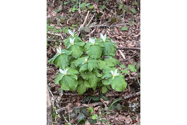 Trillium albidum -12699