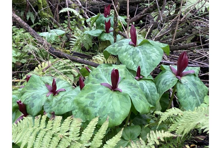 Trillium chloropetalum -12700