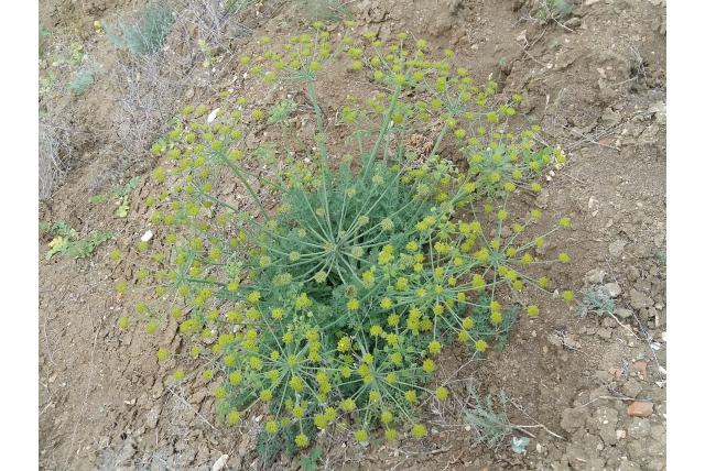 Zosima met bladeren van Artemisia absinthium
