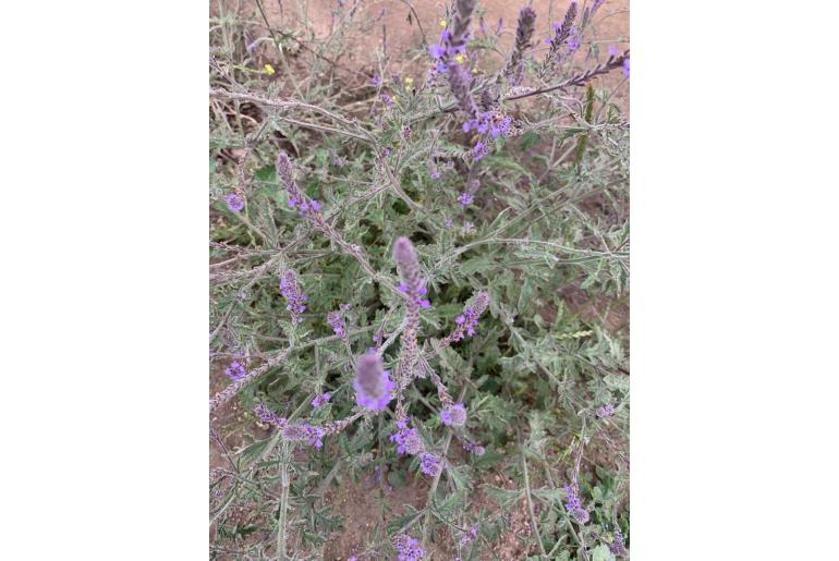 Verbena lasiostachys -12710