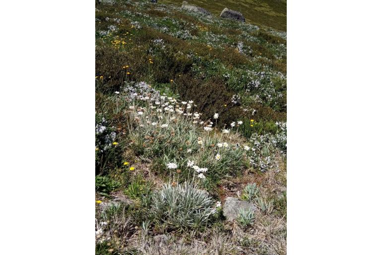 Celmisia costiniana&nbsp;12713