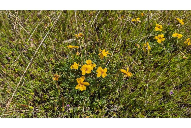 Viola douglasii -12725