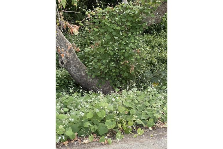 Vitis californica -12726