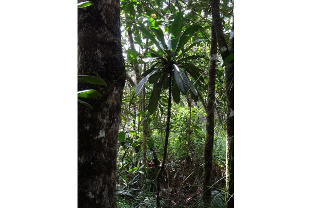 Taai meryta