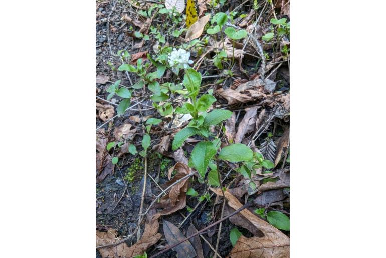 Whipplea modesta -12729