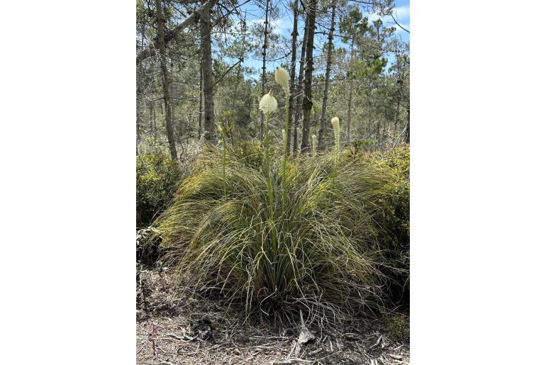 Xerophyllum tenax -12732