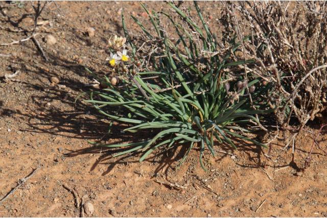 Triebner's bulbine