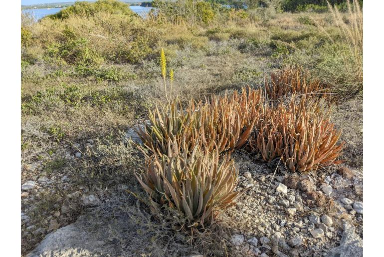 Aloe vera -12738