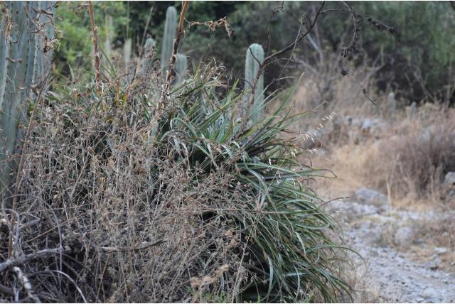 Roestkleurige puya