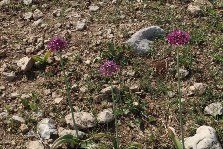 Allium aschersonianum -12751