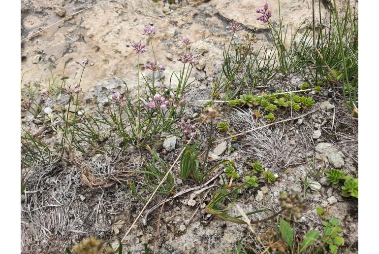 Allium daghestanicum -12756