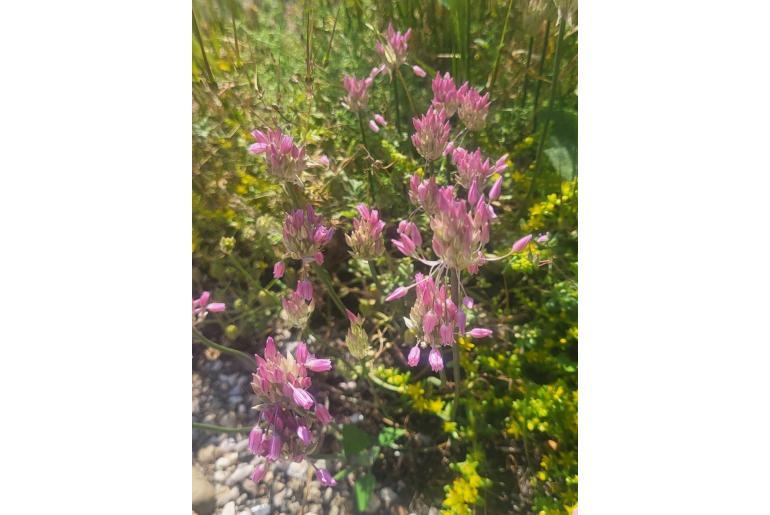 Allium meteoricum -12760
