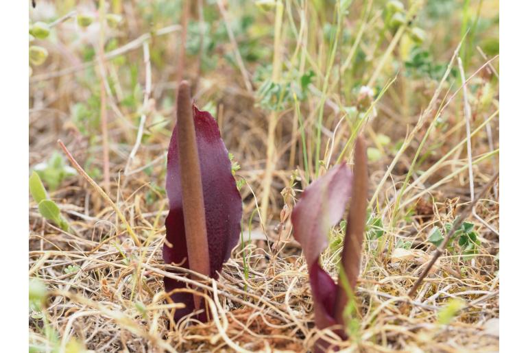 Biarum rhopalospadix -12779