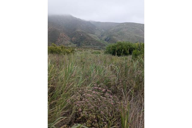 Kleinkop acourtia