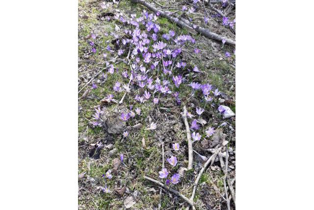 Heuffel's krokus