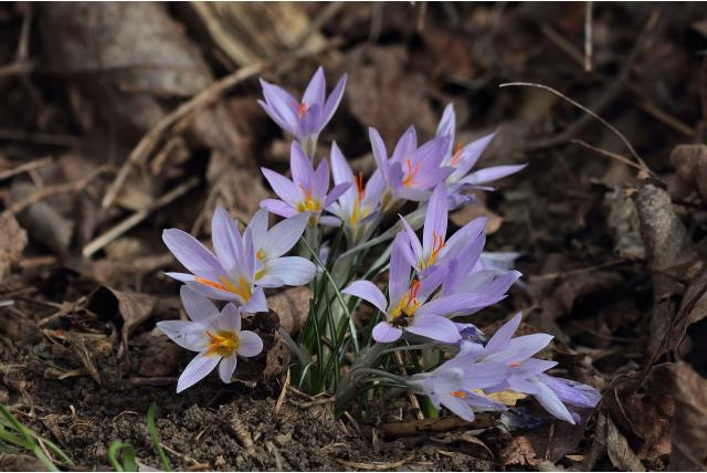 Pasche's krokus