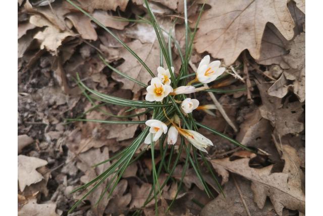 Pestalozza's krokus