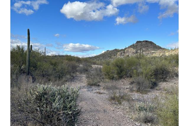 Buckhorn cholla
