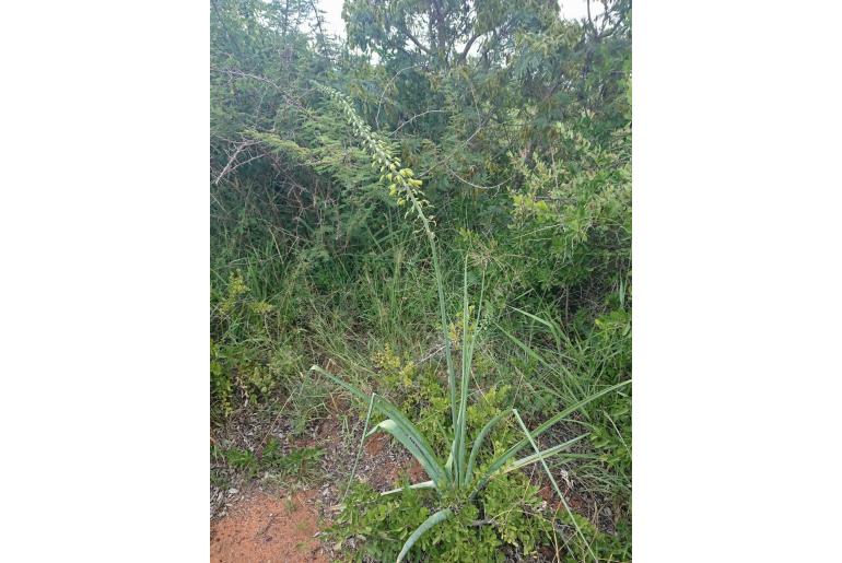 Albuca abyssinica -12818