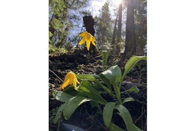 Tuolumne's hondstand