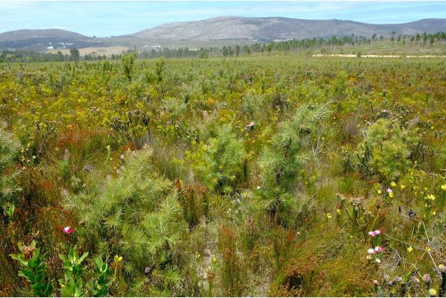 Hakea met een gezwollen zijde Hakea met een gezwollen zijde