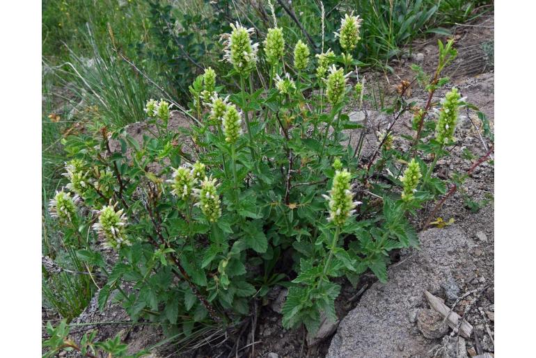 Agastache pallidiflora -12844