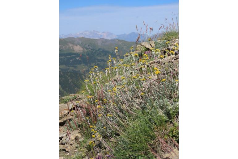 Artemisia glacialis -12844