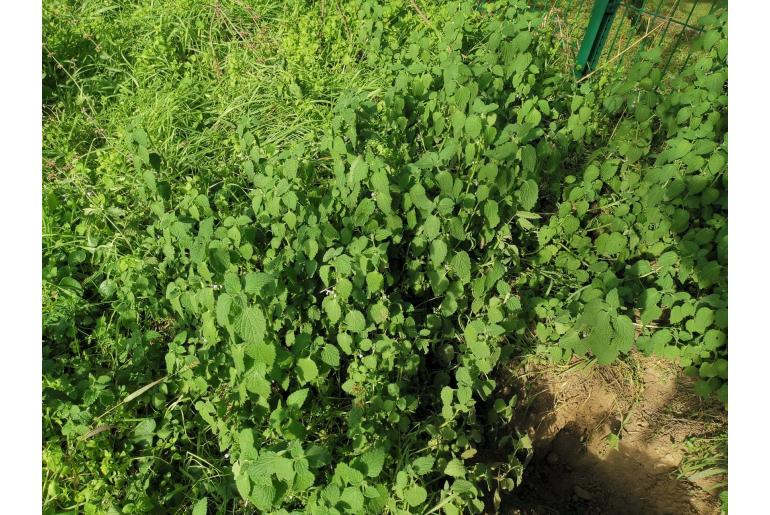 Ballota nigra ssp meridionalis&nbsp;12846