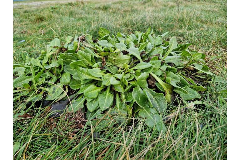 Beta vulgaris ssp vulgaris -12847