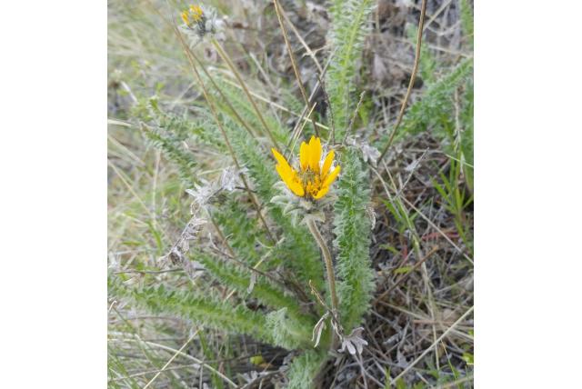 Hookers balsamorhiza