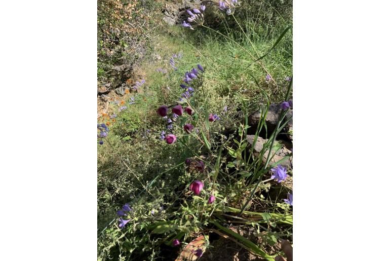 Calochortus amoenus -12851