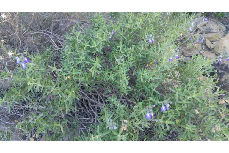 Salvia coahuilensis -12855