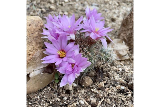 Schumann's tepelcactus