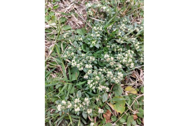 Compacte guilleminea