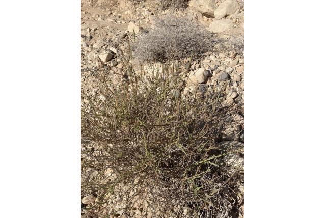 Donzige lavendel