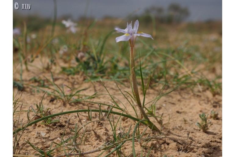 Moraea mediterranea -12885