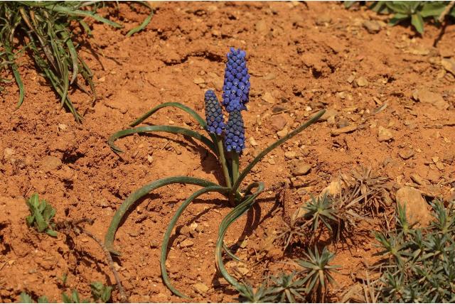 Bourgeau's muscari