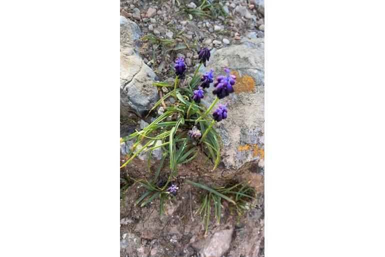 Muscari commutatum 12887